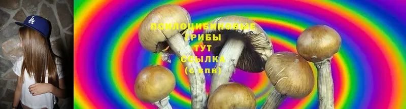 Псилоцибиновые грибы Magic Shrooms  Кисловодск 