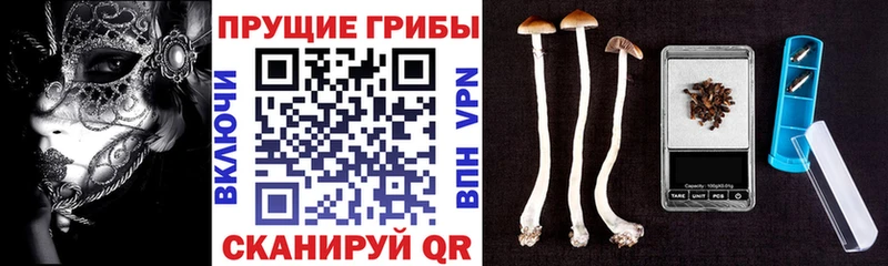 Галлюциногенные грибы Cubensis  цены   МЕГА ТОР  Кисловодск 